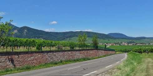 Weinberg und Landstraße entlang der Elsässischen Weinstraße mit Blick auf die Vogesen