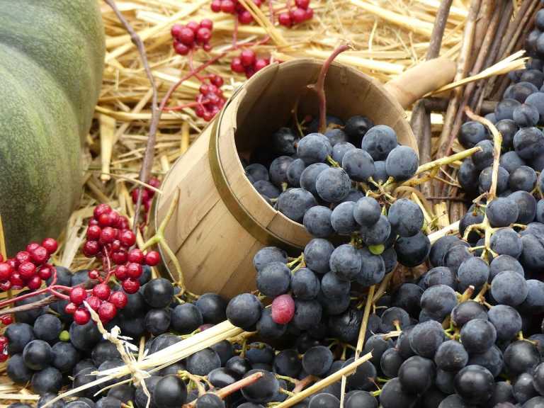 Trauben und Früchte zur Erntezeit im Elsass