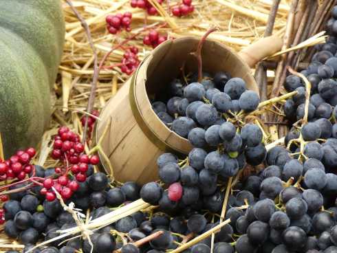 Trauben und Früchte zur Erntezeit im Elsass