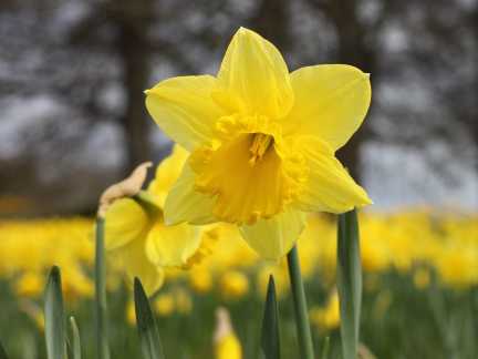 Narzissenblüte rund um Gérardmer in den Vogesen im Frühjahr