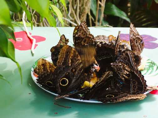 Andrang vieler Schmetterling am Futterteller im Schmetterlingspark Hunawihr
