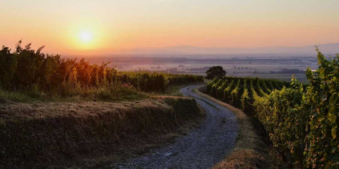 Weinberge bei Eguisheim im Sonnenaufgang