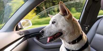 Hund im Auto auf Reisen – Urlaub mit Haustier im Elsass