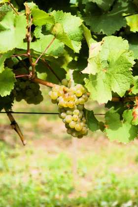 Rebsorten im Elsass – Weintrauben an einem Rebstock im Elsass