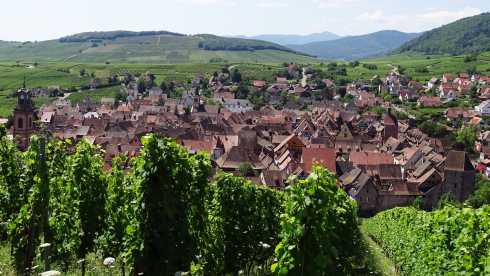 Blick auf Riquewihr