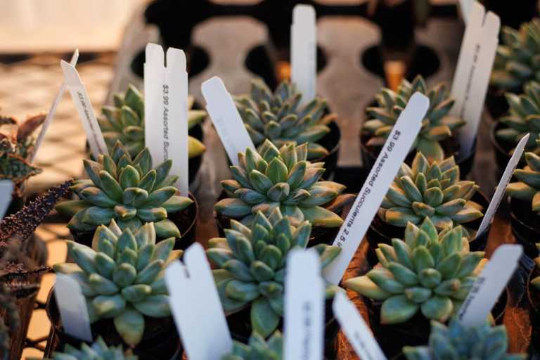 Sukkulenten auf einem Pflanzenmarkt