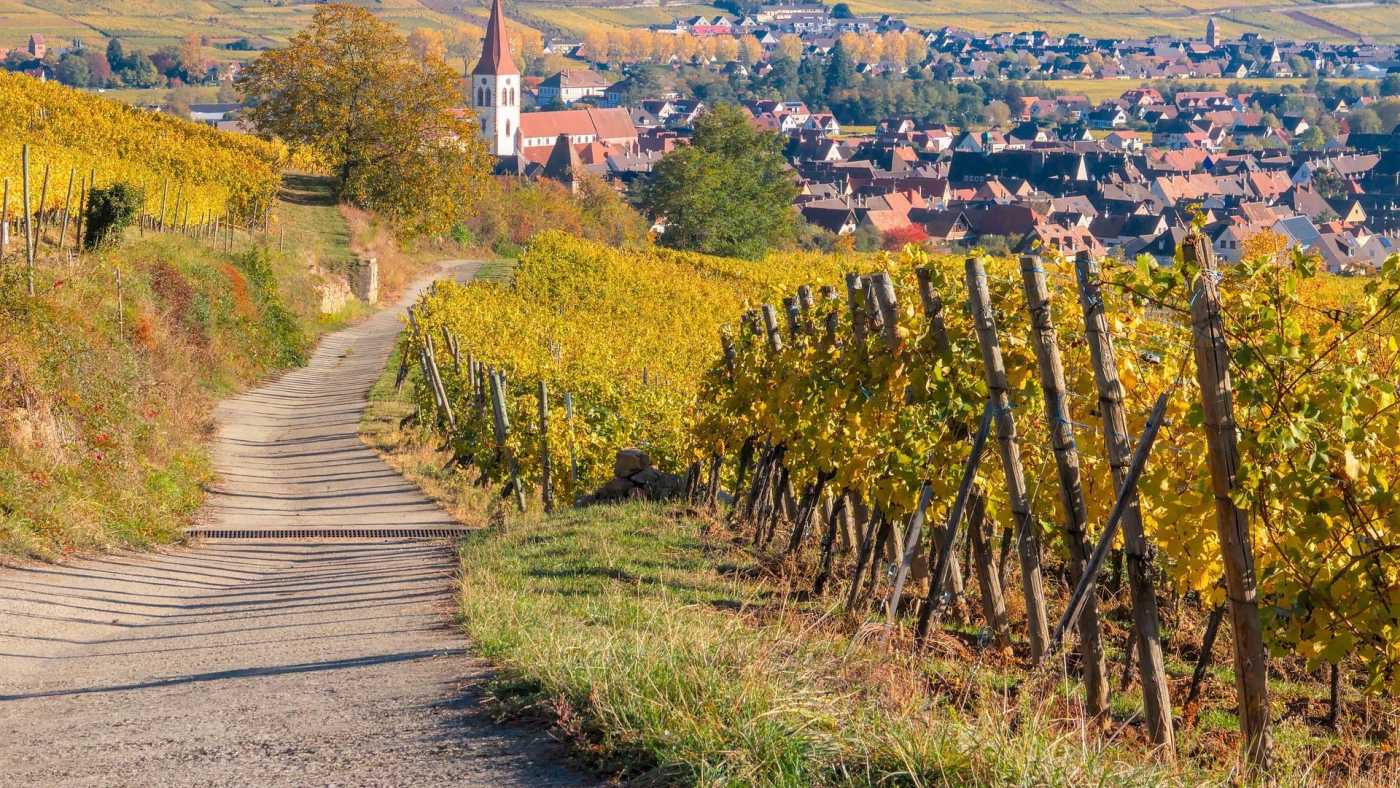 vineyard-6774592_1920