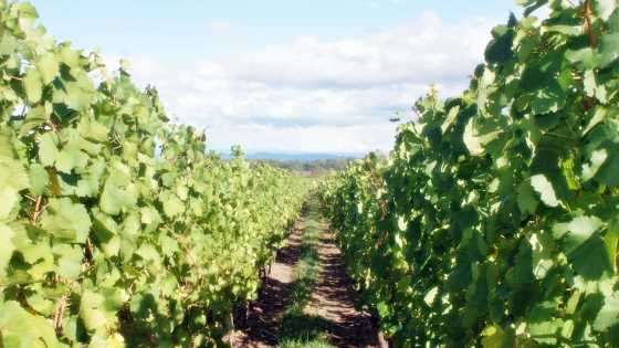 Weinberge im Elsass mit Blick durch die Reben – typisch für die Weinlehrpfade an der Elsässischen Weinstraße