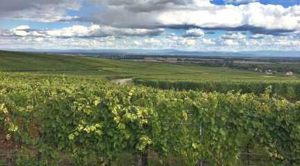 Blick auf die Elsässische Weinstraße umgeben von Weinbergen