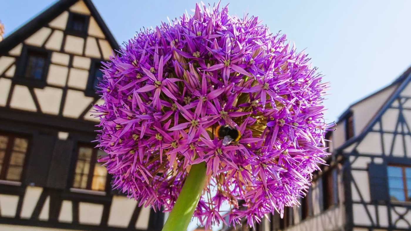 Zierlauchblüte in der Altstadt von Obernai zwischen Fachwerkhäusern