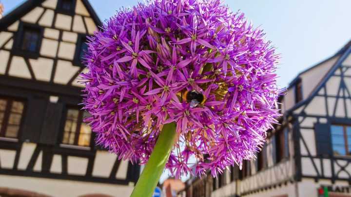 Zierlauchblüte in der Altstadt von Obernai zwischen Fachwerkhäusern